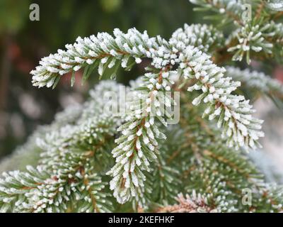 Rama de abeto cubierta de nieve al aire libre en invierno Foto de stock