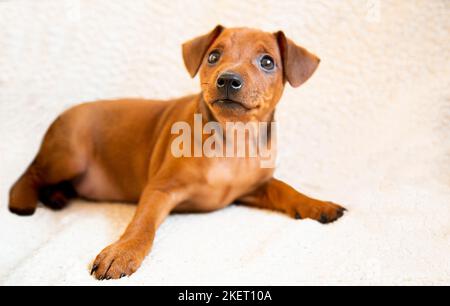 Un cachorro de shorthair yace sobre un fondo claro. El hocico de un cachorro marrón en primer plano. Retrato de un perro pequeño. Un perro purasangre. Mini pinscher. Foto de stock