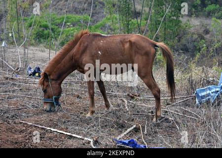 Timor Oriental caballos locales Foto de stock