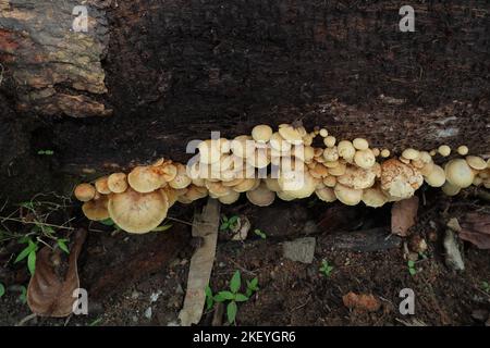 Manojo de champiñones en el lado de un tallo de coco caído con champiñones en las diferentes etapas de floración Foto de stock