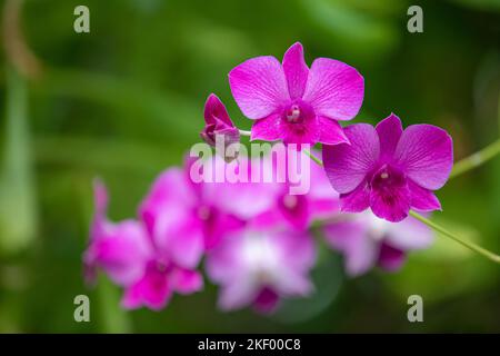 Orchid flor en jardín tropical, macro floral color rosa brillante púrpura con follaje exuberante verde borrosa. Soñar primer plano de la naturaleza, flores tropicales románticas Foto de stock
