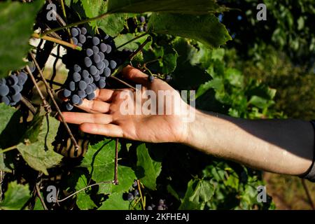 Un hombre sostiene en su mano un manojo de uvas isabella negras maduras en el jardín. Colección de deliciosas bayas para la elaboración del vino. Foto de stock