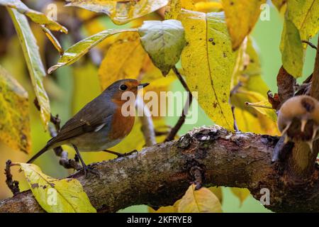 Robin europeo (erithacus rubecula), en una rama de un árbol medlar en otoño, Cantón de Berna, Suiza, Europa Foto de stock
