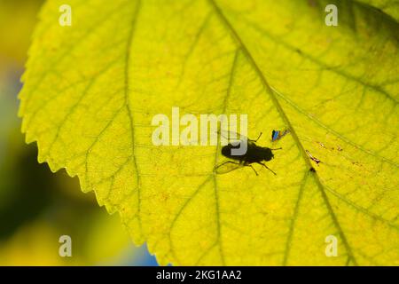 Italia, Lombardía, Fly on a Leaf in Backlight Foto de stock