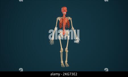 Anatomía del esqueleto axial coloreado Foto de stock