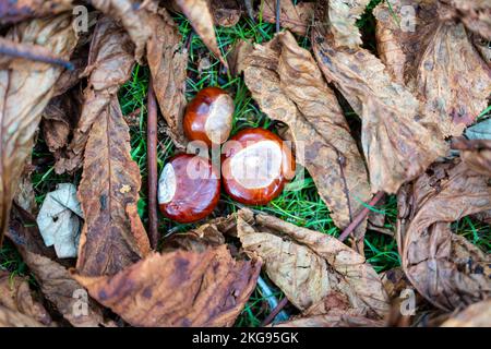 Tres conkers o castañas de caballo en el suelo en otoño o otoño, rodeado de hojas marrones del árbol, Aesculus hippocastanum. Foto de stock