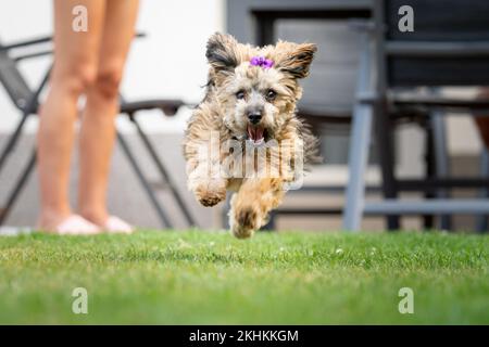 Un lindo perro Habanero (Canis lupus familiaris) con un arco púrpura corriendo sobre la hierba Foto de stock