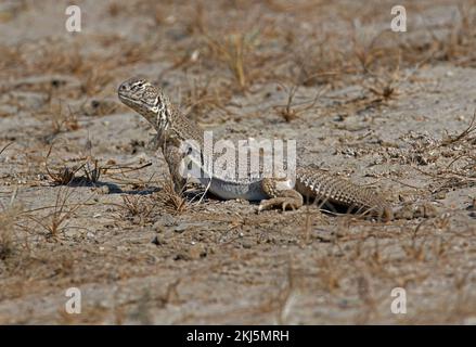 Lagarto de cola espinosa (Uromastyx hardwickii) adulto en la llanura arenosa de Gujarat, India Noviembre Foto de stock