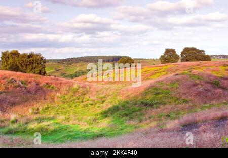 Hierba silvestre de tallo rojo con flores de color rosado pálido en verano Brocton Field Cannock Chase Country Park AONB (área de extraordinaria belleza natural) en julio