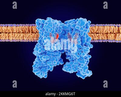Receptor de capsaicina TRPV1 unido a ligandos, ilustración Foto de stock