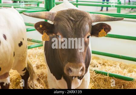 Zafra, España - 10th-oct-2022: Feria Internacional de Ganadería de Zafra. Berrendo en Colorado vaca Foto de stock