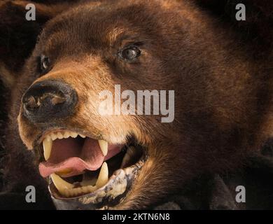 Primer plano de la cabeza de oso marrón relleno. Foto de stock
