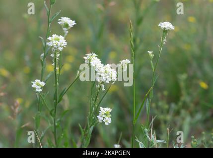Hoary alyssum, Berteroa incana en flor fotografiada con poca profundidad de campo Foto de stock