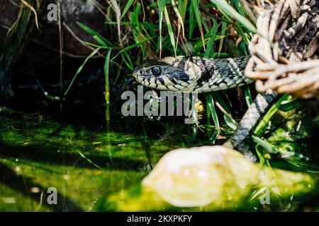 Primer plano de una serpiente de hierba nadando Foto de stock