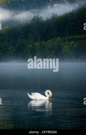 Cisne nadando en el lago Hallstatt con niebla matutina Foto de stock