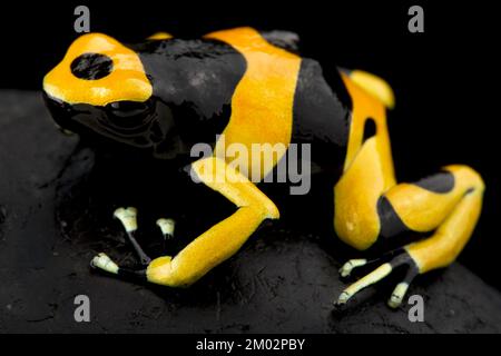 Rana venenosa de banda amarilla (Dendrobates leucomelas) Foto de stock