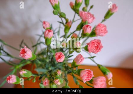 ramo de claveles rosas en un jarrón vista superior a través de la pared blanca y el cajón de madera. Espacio de copia. Decoración del hogar Foto de stock