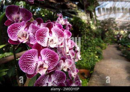 Hermosas flores de orquídeas en el jardín en Royal Park Rajapuek, Chiang Mai, Tailandia. Foto de stock