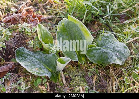 señores y Señoras, Arrowroot de portland, cuckoopint (Arum maculatum), hojas jóvenes con hoarfrost, Alemania Foto de stock