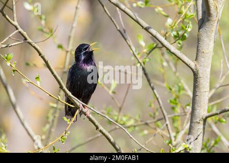 Starling común (Sturnus vulgaris), cantando en una rama, Alemania Foto de stock