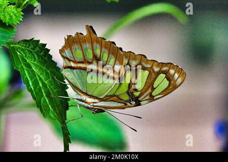 Macro vista de una mariposa malaquita verde brillante que descansa sobre una hoja verde. Foto de stock