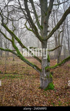 Plano vertical de un árbol sin hojas con musgo en el bosque Foto de stock