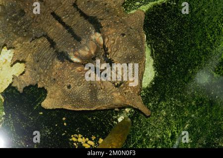 El Matamata (Chelus fimbriata) en el agua Foto de stock
