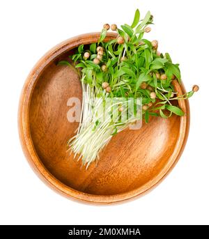 Microgreens de cilantro en un tazón de madera. Plántulas de cilantro verdes frescas, listas para comer, en parte todavía con las semillas en las puntas. Coriandrum sativum. Foto de stock