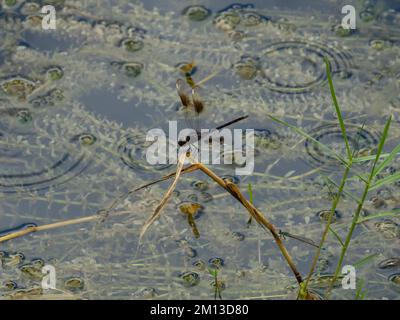 Brachymesia gravida, la drangonfly de cuatro puntos, encaramada sobre un palo. Foto de stock