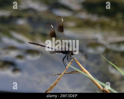 Brachymesia gravida, la drangonfly de cuatro puntos, encaramada sobre un palo. Foto de stock