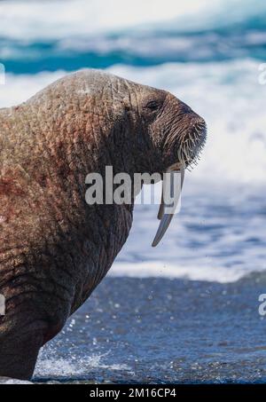 La Morsa, Rosmarus Del Odobenus, Mamífero Marino Flippered Grande, En Agua  Azul, Svalbard, Noruega Retrato Del Detalle Del Animal Imagen de archivo -  Imagen de detalle, paquete: 95608779