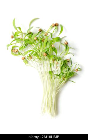 Manojo de microverdes frescos de cilantro, desde arriba. Listos para comer, plántulas de cilantro verde, en parte todavía con las capas de semillas en las puntas. Coriandrum sativum. Foto de stock