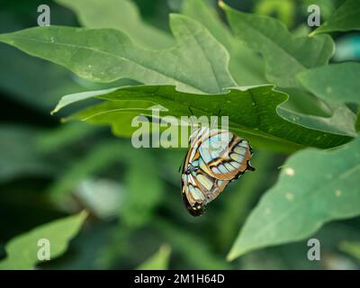 Mariposa malaquita de color verde sentada sobre una hoja verde Foto de stock