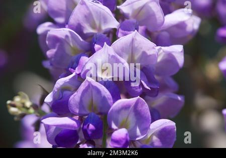 Flores moradas colgantes, Wisteria sinensis (Sims) Dulce. Wuling Farm,  Taiwán. Purple Chinese wisteria es una especie de planta con flores en el  guisante y el Fa Fotografía de stock - Alamy