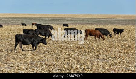 El ganado vacuno 'Bos' pastoreando el campo de maíz cosechado (fracaso de la cosecha), Condado de Prego, Kansas. Foto de stock