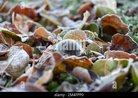 Una bola de cristal enclavada en medio de las hojas cubiertas de heladas otoñales Foto de stock