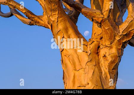 Árboles de carcajeo, Aloidendron dichotomum, en la cálida luz naranja-roja de la puesta de sol africana. Keetmanshoop, Namibia, África Foto de stock
