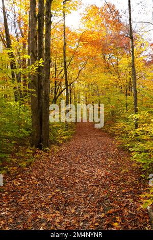 Sendero cubierto de hojas a través del bosque en otoño