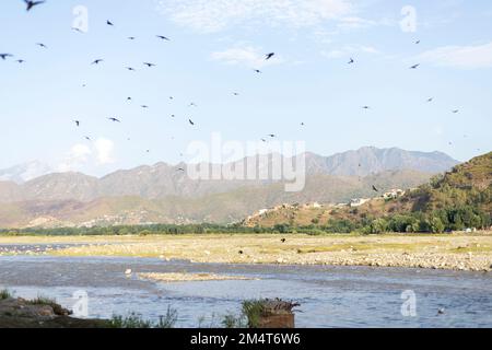 Bandada de pequeñas aves (ababeel) tragado volando sobre un río Foto de stock