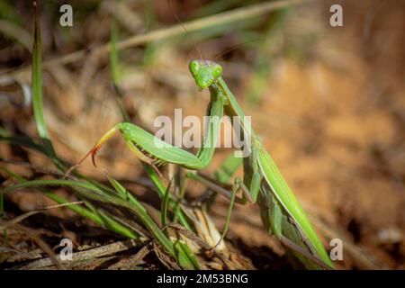 Un primer plano de una mantis europea orando sentado en la hierba en el jardín con fondo borroso Foto de stock