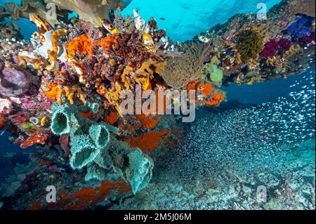 Arrecife escénico con esponjas y corales suaves, Raja Ampat Indonesia Foto de stock