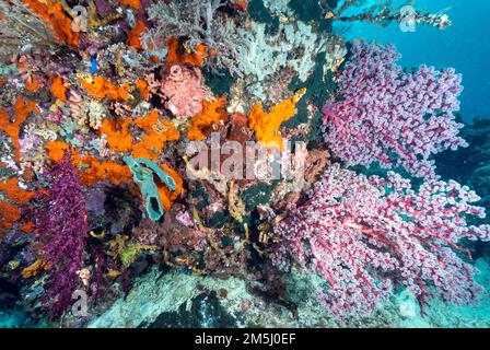 Arrecife escénico con esponjas y corales suaves, Raja Ampat Indonesia Foto de stock