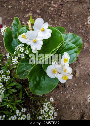 Muchas hermosas flores de begonia semperflorens (Wax begonia, Begonia  conchita) cerca. Pétalos y hojas rosas y pistilos amarillos. Espalda  orgánica natural Fotografía de stock - Alamy