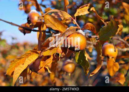 muchos medlares comunes en el árbol en otoño Foto de stock