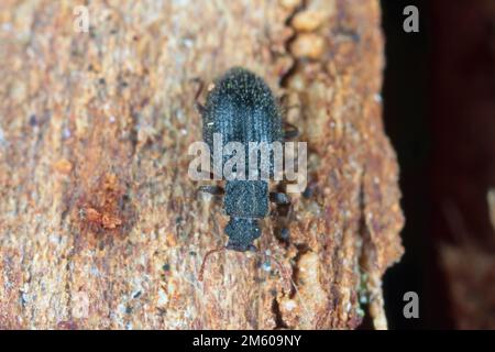 Minúsculo escarabajo del tesoro marrón Latridiidae, lathridiidae en madera. Gran aumento. Foto de stock