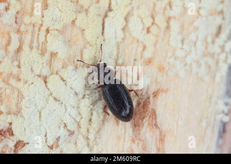Minúsculo escarabajo del tesoro marrón Latridiidae, lathridiidae en madera. Gran aumento. Foto de stock