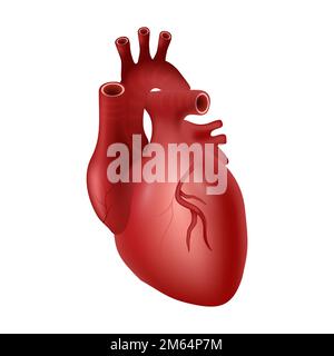 Corazón de humano. Sistema cardiovascular. Diseño realista. Aislado. Ilustración vectorial. Ilustración del Vector