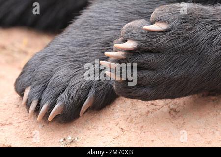 Pata de oso negro con garras
