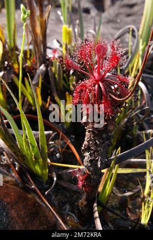 Drosera roraimae, planta adulta con tallo viejo, rocío carnívoro que crece en roca en Amuri tepui, Venezuela