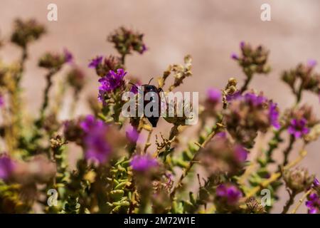 Un enfoque selectivo de una Meloinae en flores lila que crecen en el  desierto de Atacama, Chile Fotografía de stock - Alamy